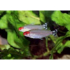 Zwinnik czerwonousty, rodostomus zwinnik